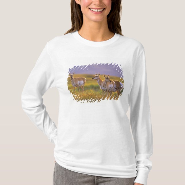 T-shirt Antilope d'Amérique dans le Montana (Devant)