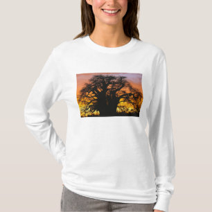 T-shirt arbre baobab africain, Adansonia digitata,