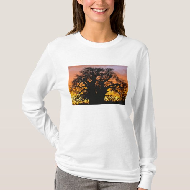 T-shirt arbre baobab africain, Adansonia digitata, (Devant)