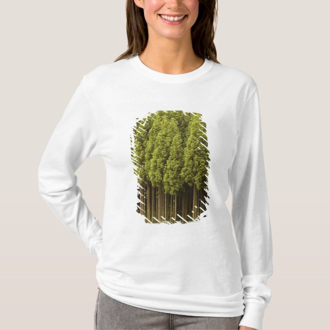 T-shirt Arbres de cèdre de Koya Sugi (Devant)