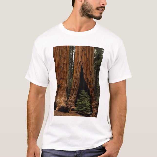 T-shirt Arbres de séquoia, Parc national de Sequoia. (Devant)