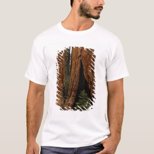T-shirt Arbres de séquoia, Parc national de Sequoia.