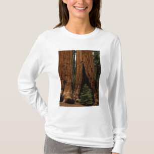 T-shirt Arbres de séquoia, Parc national de Sequoia.