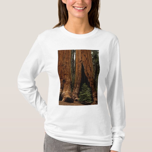 T-shirt Arbres de séquoia, Parc national de Sequoia. (Devant)