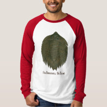 Arctinrus Boltoni Trilobite Fossil