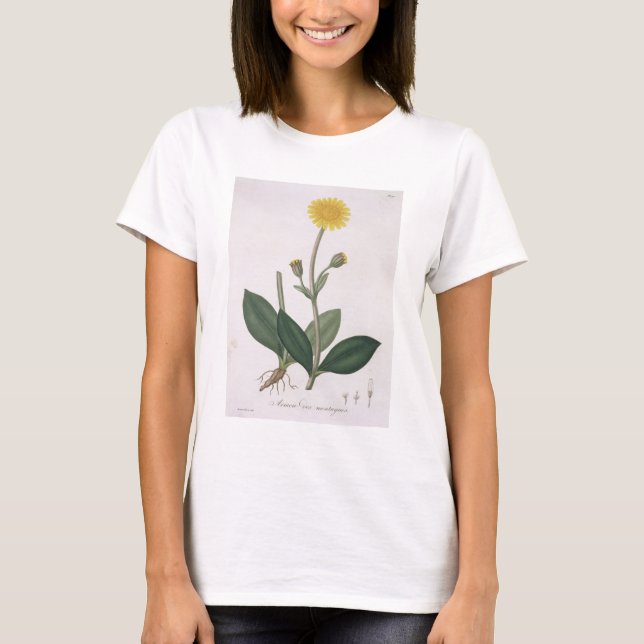T-shirt Arnica Montana de "Phytographie Medicale" de Jos (Devant)