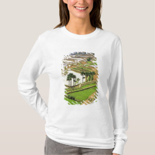 T-shirt Asie, Chine, Yunnan, Honghe. Terrasses de riz à p