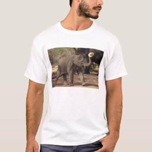 T-shirt Asie, Thaïlande, Lampang Bowing avec casquette - T