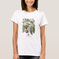 Aubergine : Melanzana fructu pallido, from the 'Ho
