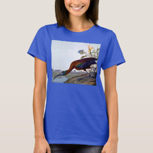 T-shirt Audubon: Glossy Ibis