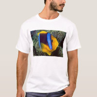 Australie, Grande Barrière de corail, Poisson-clow