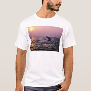 T-shirt Baleine de bosse mettant sur un affichage au