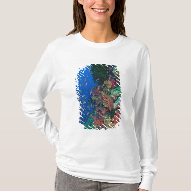 T-shirt Basslets Fées en banc (Pseudanthias (Devant)