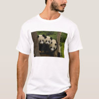 Bébés pandas géants (Ailuropoda melanoleuca)