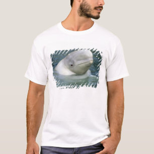 T-shirt Béluga, Delphinapterus leucas)