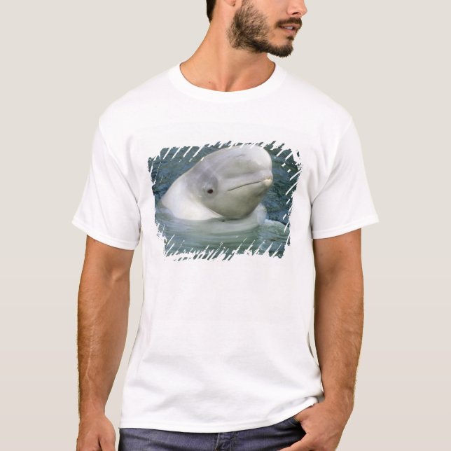 T-shirt Béluga, Delphinapterus leucas) (Devant)