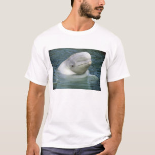 T-shirt Béluga, Delphinapterus leucas)