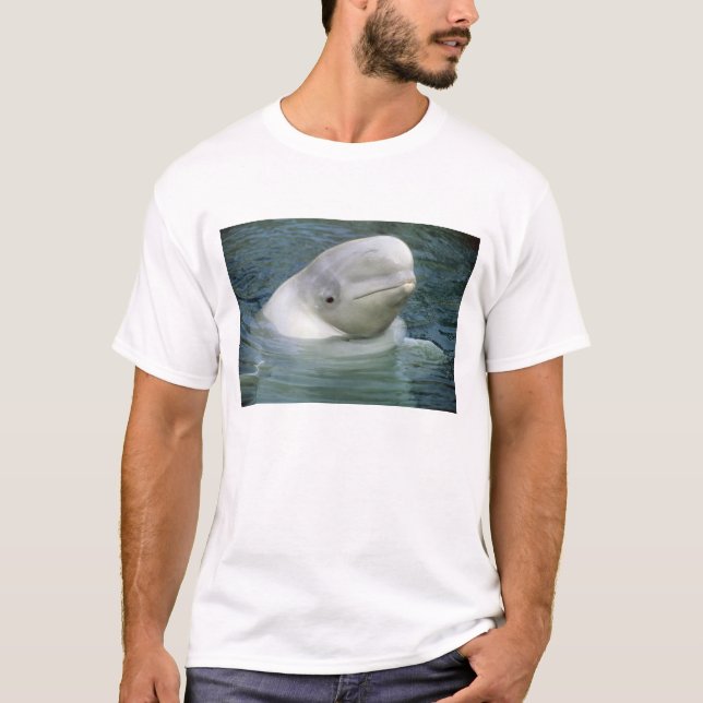 T-shirt Béluga, Delphinapterus leucas) (Devant)