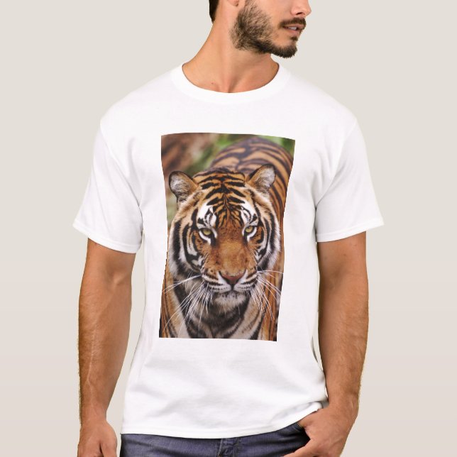 T-shirt Bengal Tiger, Panthera tigris (Devant)