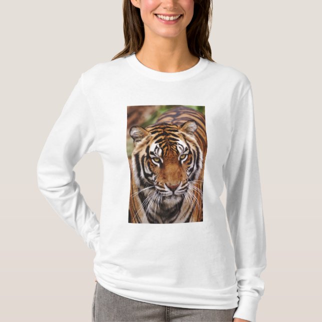 T-shirt Bengal Tiger, Panthera tigris (Devant)