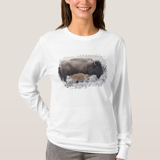 T-shirt Bisonne et veau Bison, Yellowstone (Devant)