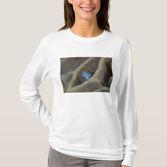 T-shirt Blenny fish Blenniidae) qui se met à l'aise (Devant)