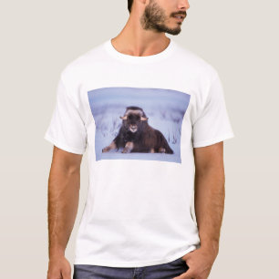 T-shirt bœuf musqué, Ovibos moschatus, jeune taureau