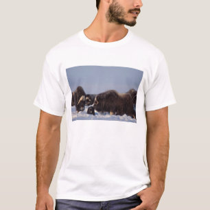 T-shirt bœuf musqué, Ovibos moschatus, taureau et vache