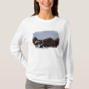 T-shirt bœuf musqué, Ovibos moschatus, taureau et vache