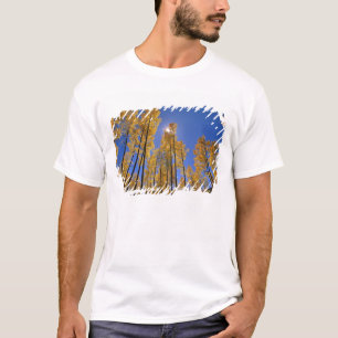 T-shirt Bosquet de trembles en automne dans la chaîne San