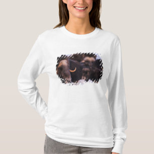 T-shirt bosse, Ovibos moschatus, vache avec nouveau-né,