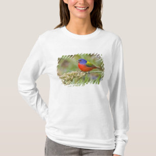 T-shirt Bruant à tête noire (Passerina ciris) mâle en trai