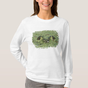 T-shirt Bullfrog, Rana catesbeiana, adulte en algue