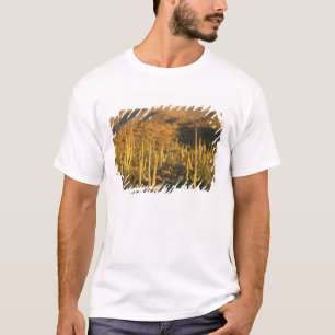 T-shirt Cactus saguaro dans le parc national de Saguaro pr