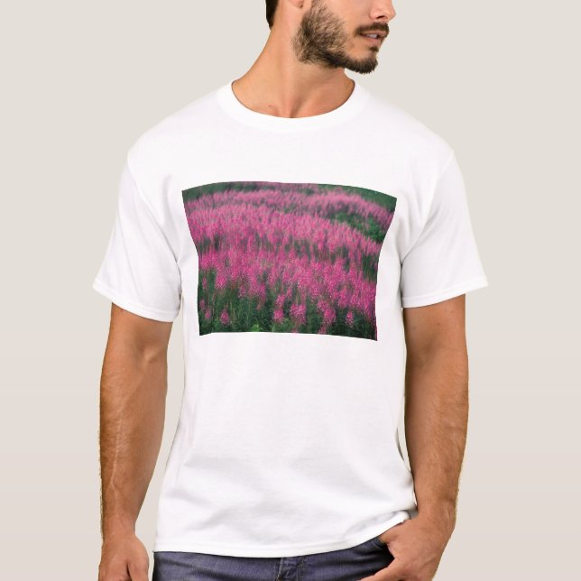 T-shirt Canada, Québec, Gaspé. Fleurs de Lythrum pourpre, (Devant)