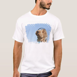 T-shirt Caniche standard
