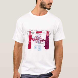 T-shirt Capillaires des vaisseaux sanguins Diagramme Artèr