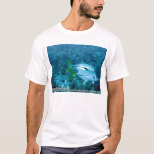 T-shirt Caranx Lugubris (crics noirs)