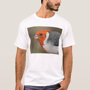 T-shirt Cardinal crêté rouge
