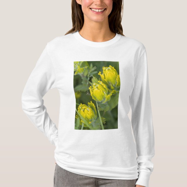 T-shirt Castilléjie dorée indienne (Devant)
