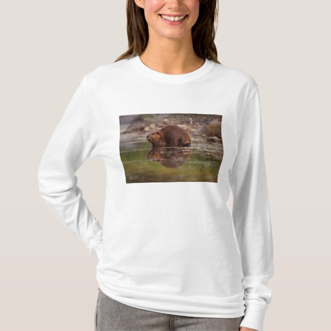 T-shirt castor, Castor canadensis, va nager (Devant)