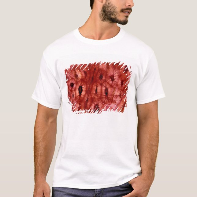 T-shirt Cellules de Sclerenchyma d'un puits de cerise (Devant)
