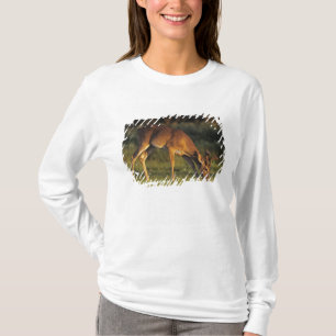 T-shirt Cerf de Virginie, Odocoileus virginianus