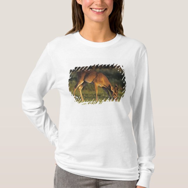 T-shirt Cerf de Virginie, Odocoileus virginianus (Devant)