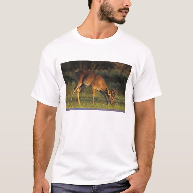 T-shirt Cerf de Virginie, Odocoileus virginianus (Devant)