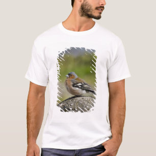 T-shirt Chaffinch mâle (WILD : Fringilla coelebs)