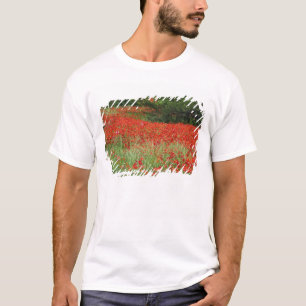T-shirt Champ de fleurs de pavot hybride planté le long de