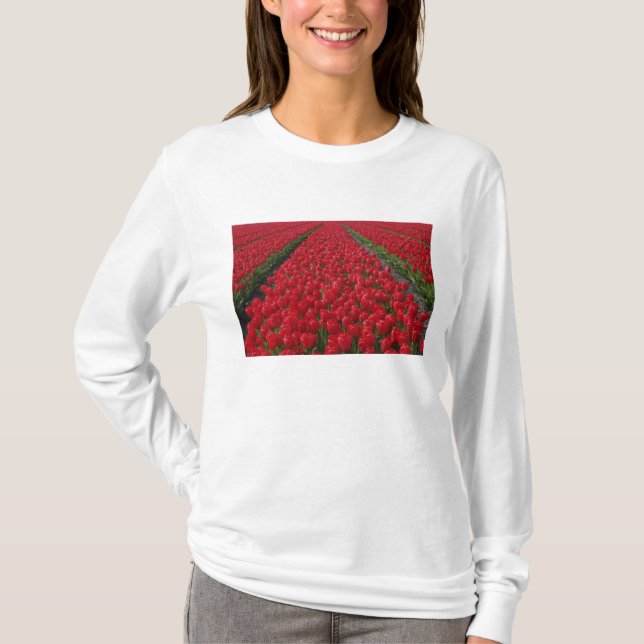 T-shirt Champ de fleurs de tulipes, Pays-Bas, Hollande (Devant)