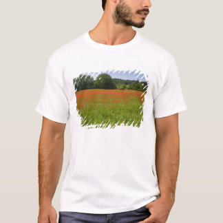 T-shirt Champ de pavot, Chiusi, Italie