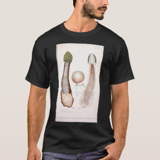 T-shirt Champignon phallus comestible et venimeux